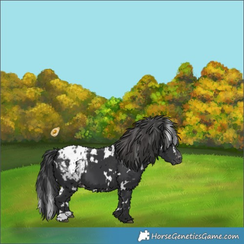 Horse Color:White Spotted Black Blanket 