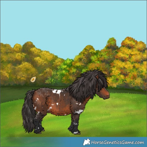 Horse Color:White Spotted Bay 