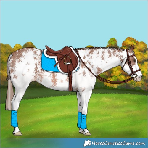 Horse Color:Chestnut Sabino Appaloosa 