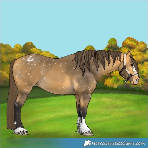 Horse Color:Buckskin Appaloosa 