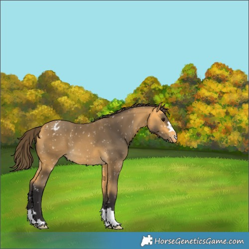 Horse Color:Buckskin Appaloosa