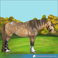 Horse Color:Buckskin Appaloosa