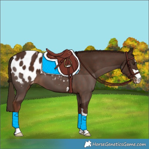 Horse Color:Liver Chestnut Appaloosa 