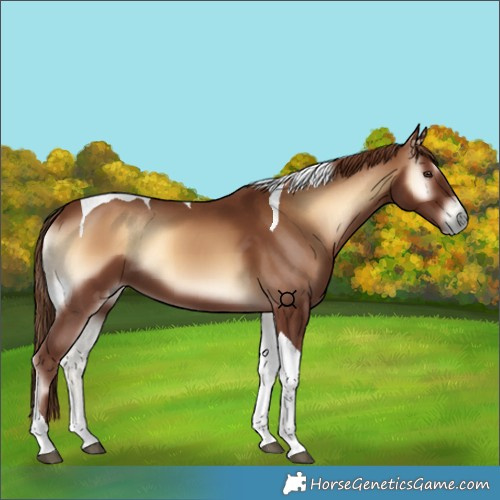 Horse Color:Unknown 