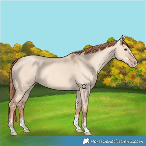 Horse Color:Unknown 