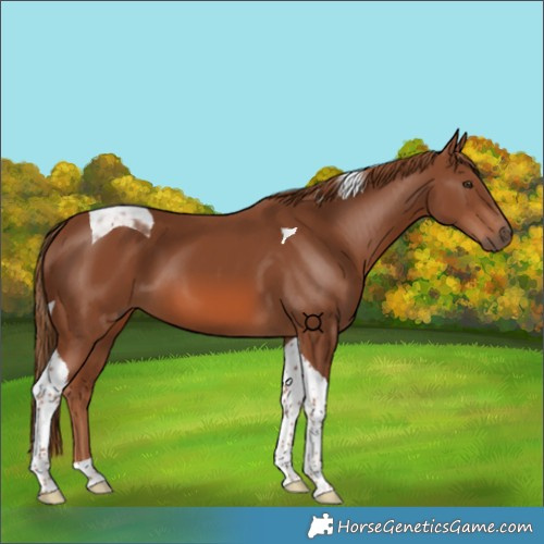 Horse Color:Unknown 