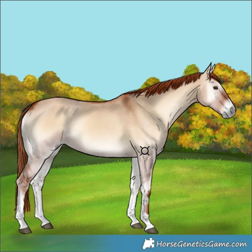 Horse Color:Unknown 
