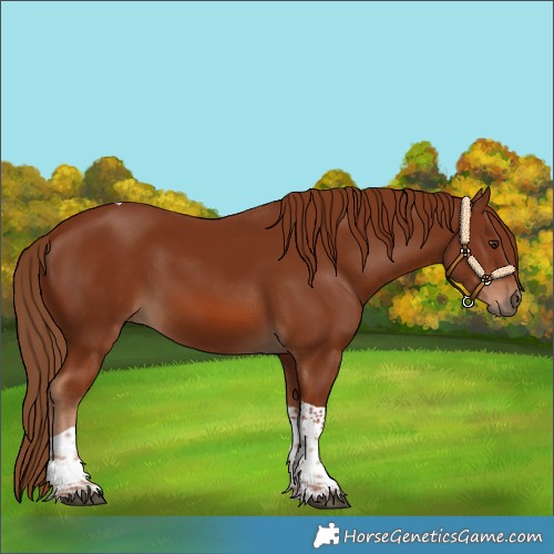 Horse Color:Chestnut Tobiano