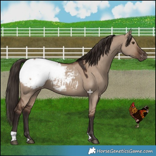 Horse Color:Liver Red Dun Snowcap