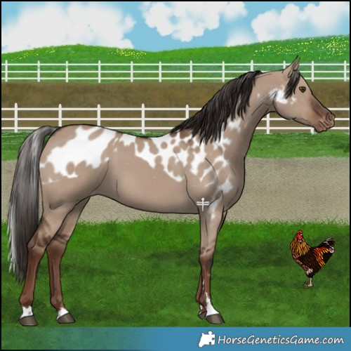 Horse Color:Liver Red Dun Skewed LP Spotted 
