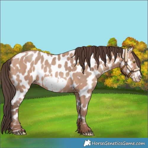 Horse Color:Amber Champagne Frame Leopard