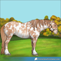 Horse Color:Gold Champagne Near Leopard 