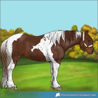 Horse Color:Gray Chestnut Tobiano 