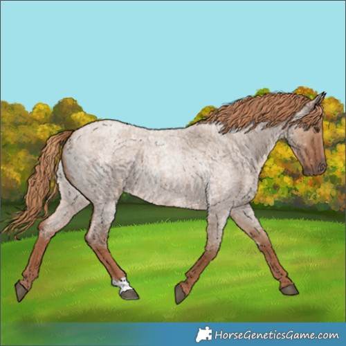 Horse Color:Red Dun Roan 