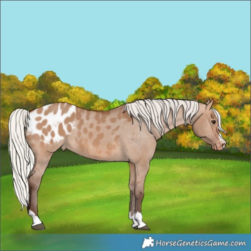Horse Color:Silver Brown Dun Blanket 