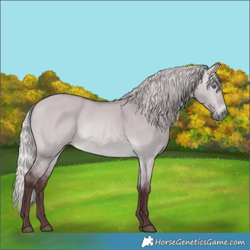 Horse Color:Chocolate Silver Bay Chinchilla Dun 
