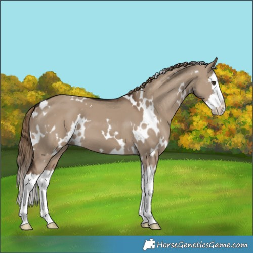 Horse Color:White Spotted Liver Red Dun Splash 