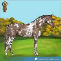 Horse Color:White Spotted Liver Red Dun Splash and White Spotted Liver Red Dun