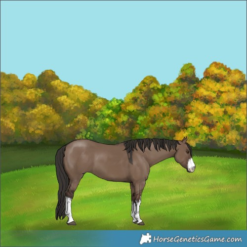 Horse Color:White Spotted Liver Red Dun 