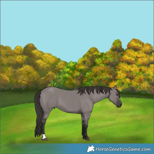Horse Color:Platinum Liver Red Dun 