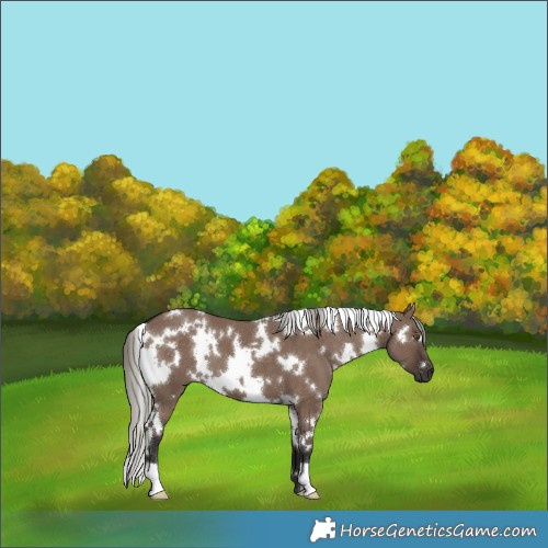 Horse Color:White Spotted Liver Red Dun Mushroom