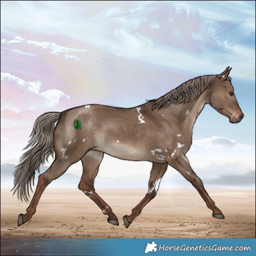 Horse Color:White Spotted Liver Red Dun 