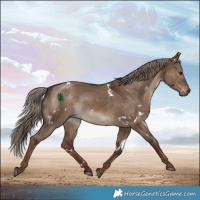 Horse Color:White Spotted Liver Red Dun