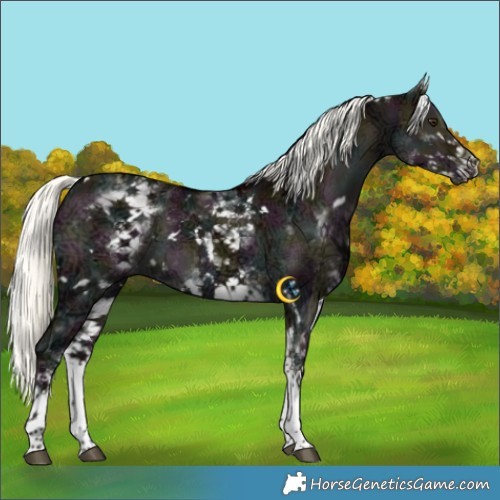 Horse Color:White Spotted Midnight Liver Red Dun Ice Mushroom Rabicano Brindle 