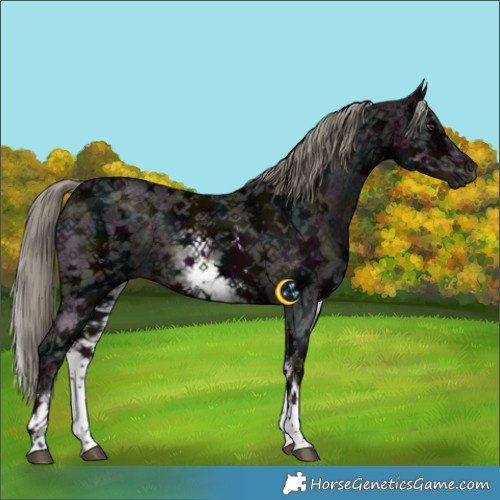 Horse Color:White Spotted Midnight Liver Chestnut Ice Mushroom Sabino Rabicano 