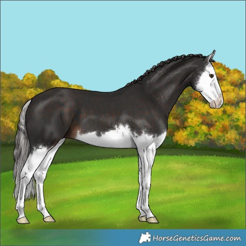 Horse Color:Liver Chestnut Splash 