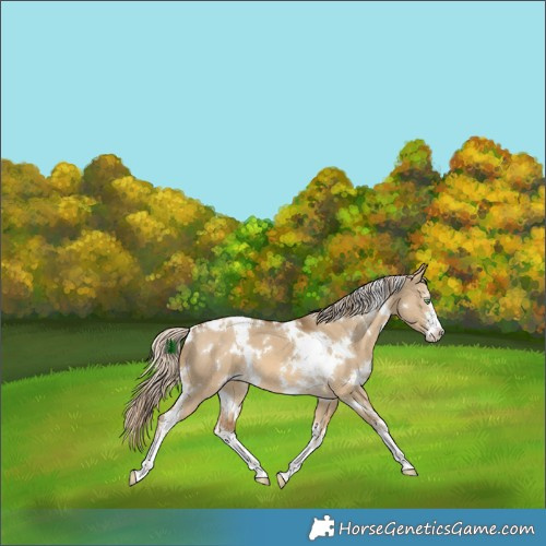Horse Color:White Spotted Chocolate Palomino Dun 