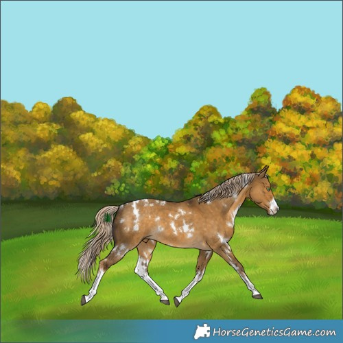 Horse Color:White Spotted Chocolate Palomino Dun Rabicano