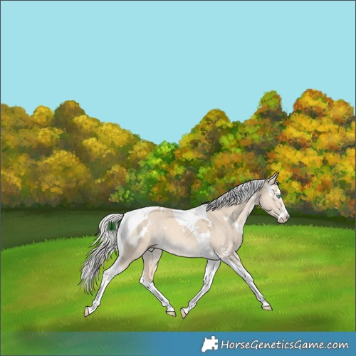 Horse Color:White Spotted Cremello Dun Splash Tobiano Rabicano 