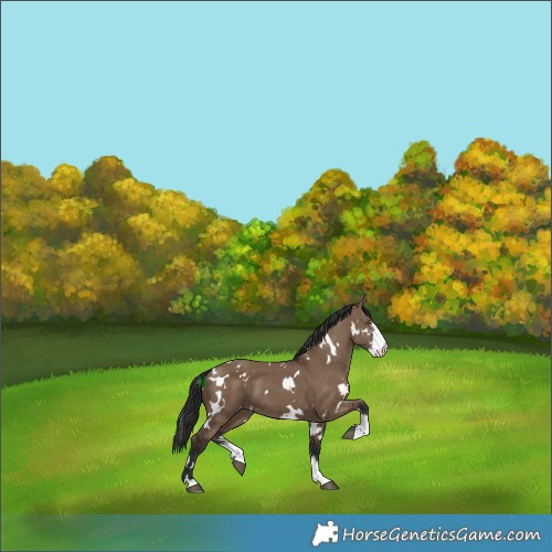 Horse Color:White Spotted Liver Red Dun Sabino