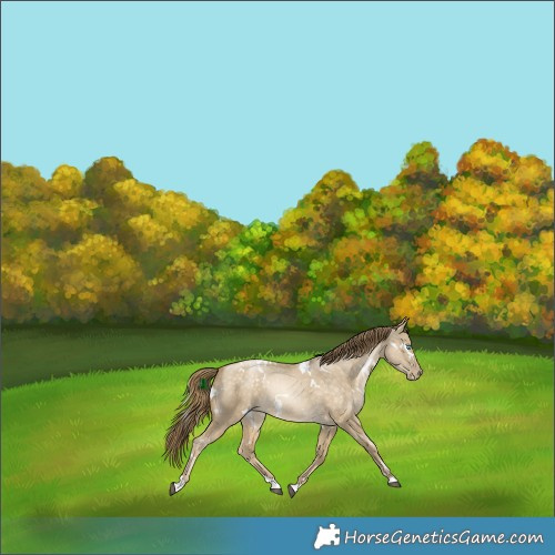 Horse Color:White Spotted Buckskin Snowdrop Dun Rabicano 