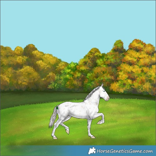 Horse Color:White Spotted Cremello Sabino Splash Rabicano 