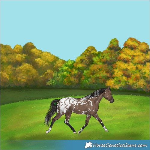 Horse Color:White Spotted Liver Red Dun Appaloosa 