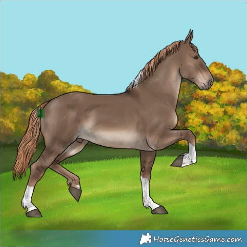 Horse Color:Liver Red Dun Tobiano Rabicano 