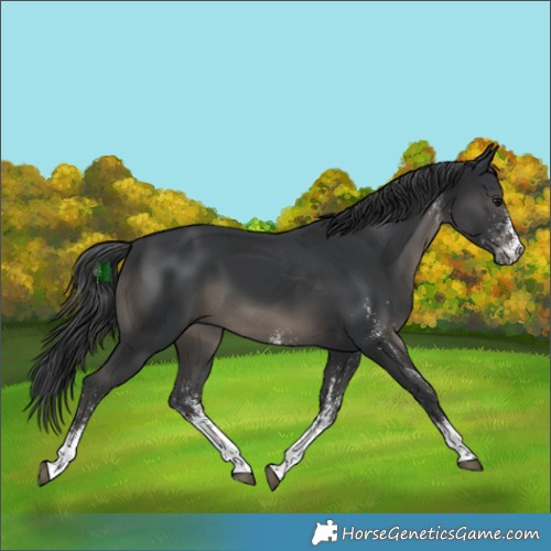 Horse Color:White Spotted Black 