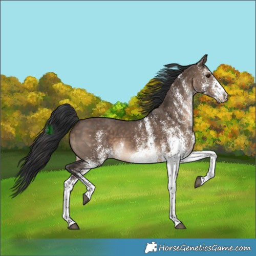 Horse Color:White Spotted Brown Dun 