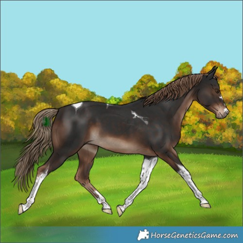 Horse Color:Liver Chestnut Tobiano 