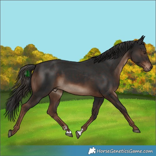 Horse Color:Liver Chestnut 