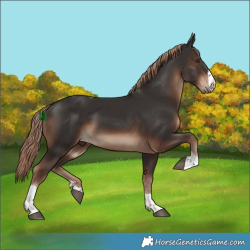 Horse Color:Liver Chestnut Tobiano 