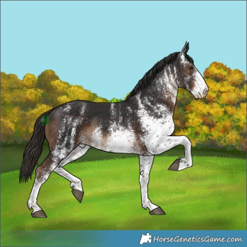 Horse Color:White Spotted Liver Chestnut 