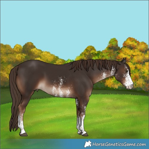 Horse Color:White Spotted Liver Chestnut 