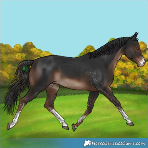 Horse Color:White Spotted Liver Chestnut 
