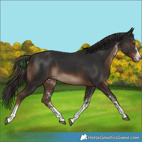 Horse Color:White Spotted Liver Chestnut 