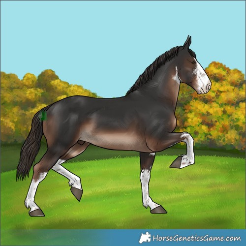 Horse Color:White Spotted Liver Chestnut