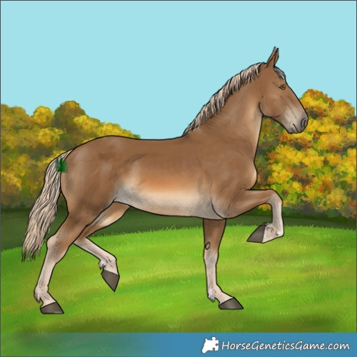 Horse Color:Chocolate Palomino 