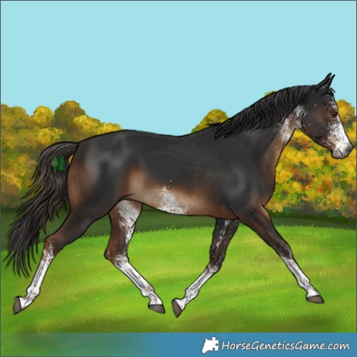 Horse Color:Gray White Spotted Liver Chestnut 